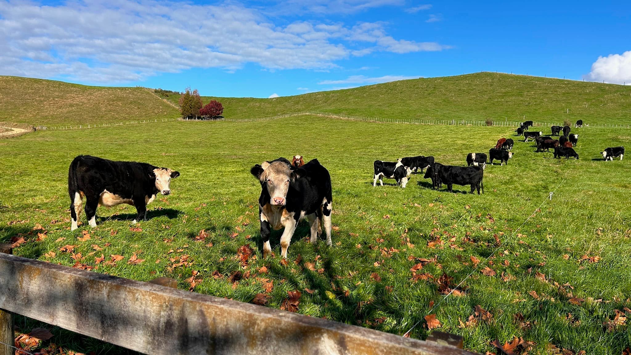 Countryside views over rolling Waikato paddocks